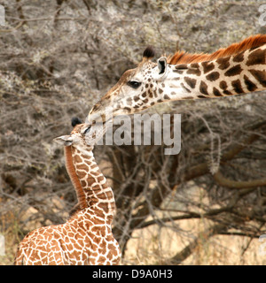 La madre e il Bambino Giraffe nel Parco Nazionale di Tarangire e in Tanzania Foto Stock