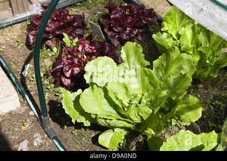 Insalata di verdure e indivia crescente nella piccola serra in giardino Foto Stock