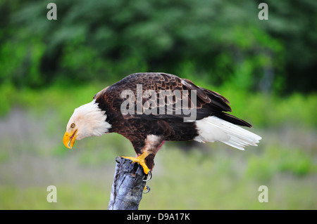 Bella aquila calva (Haliaeetus leucocephalus) sulla sommità di un palo da recinzione Foto Stock