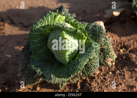 Il cavolo in crescita in campo Foto Stock
