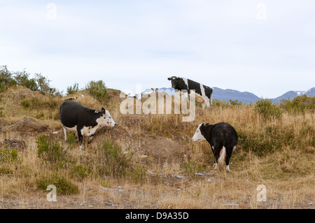 Nasello di Patagonia le mucche al pascolo su una collina con le montagne sullo sfondo Foto Stock