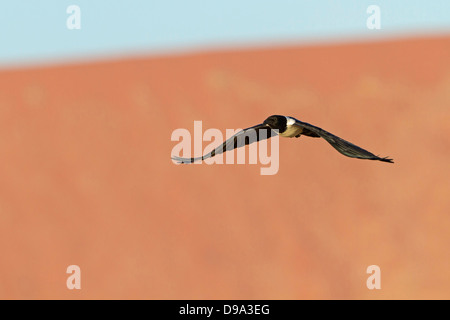 Pied Crow, Corvus albus, Schildrabe Foto Stock