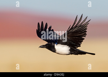 Pied Crow, Corvus albus, Schildrabe Foto Stock