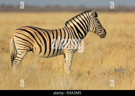 Le pianure zebra, comune zebra Burchell, la zebra, Equus quagga, pianure zebra, comune zebra Burchell, la zebra, Steppenzebra, Pferdeze Foto Stock
