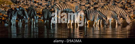 Le pianure zebra, comune zebra Burchell, la zebra, Equus quagga, pianure zebra, comune zebra Burchell, la zebra, Steppenzebra, Pferdeze Foto Stock
