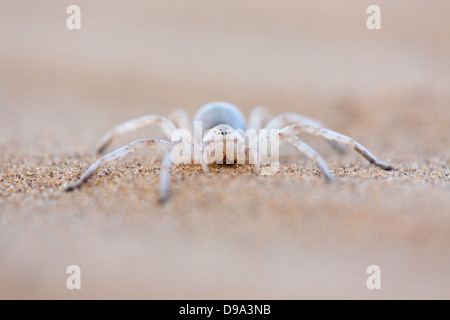 Leucorchestris arenicola, Dancing White Lady Spider, Africa Foto Stock