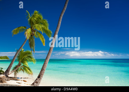 Alberi di palma che pende sulla deserta spiaggia tropicale Foto Stock