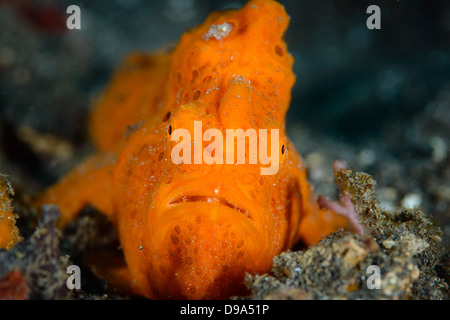 Un dipinto di arancione, rana pescatrice antennarius pictus, dal Lembeh strait Foto Stock