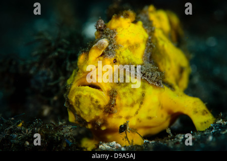 Un giallo Rana pescatrice presenta verrucosa, antennarius maculatus dal Lembeh strait, Nord Sulawesi, Indonesia. Foto Stock