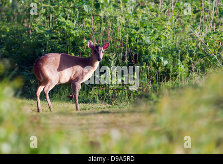 Femmina Muntjac deer (Muntiacus reevesi) Foto Stock