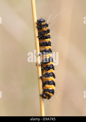 Unione giallo e nero rosso cinabro Tarma (Tyria jacobaeae) caterpillar). Foto Stock