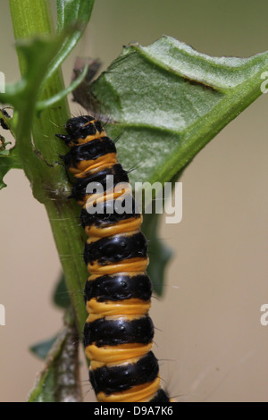 Unione giallo e nero rosso cinabro Tarma (Tyria jacobaeae) caterpillar). Foto Stock