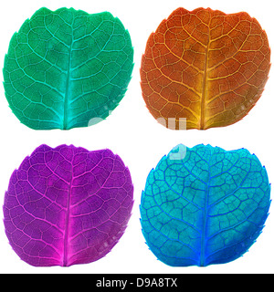 Quattro foglie in colori fluorescenti, marrone, viola, blu e verde, con evidenziate le vene isolate in un quadrato bianco telaio Foto Stock