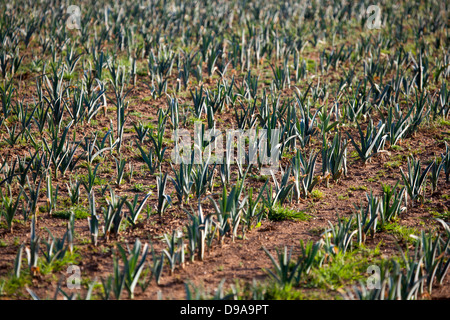 I porri in crescita in campo Foto Stock