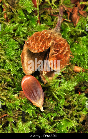 Dado di faggio su un registro di muschio Foto Stock