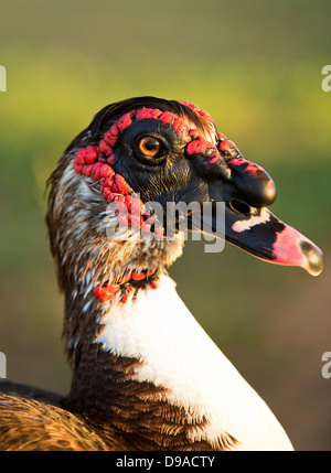 Close up selvatiche di anatra muta drake(Cairina moschata) in Texas, Stati Uniti d'America Foto Stock