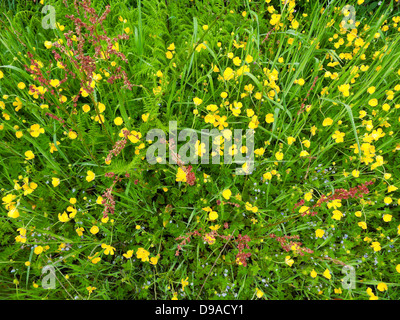 Vista dall'alto di renoncules e sorrel fiori selvatici che crescono su un orlo in Carmarthenshire Wales UK Foto Stock