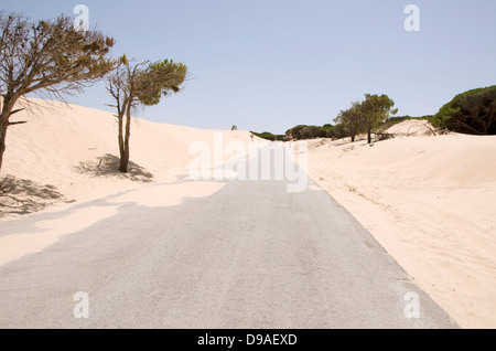 La strada attraverso il movimento dune di sabbia a Punta Paloma Beach con pini, vicino a Tarifa, Andalusia, Spagna. Foto Stock