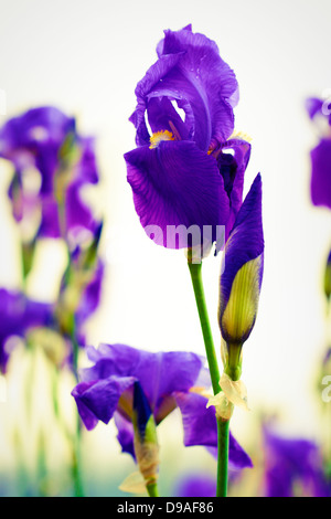 Iris dalmata fiore in giardino Foto Stock