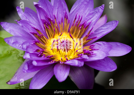 Nymphaeae "Direttore George T. Moore". Fiore di ninfea. Foto Stock