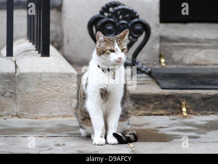 LARRY IL 10 Downing Street CAT 16 Giugno 2013 10 Downing Street London Inghilterra England Foto Stock