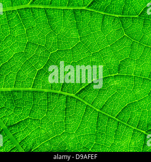 Verde foglia vibrante consistenza close-up Foto Stock