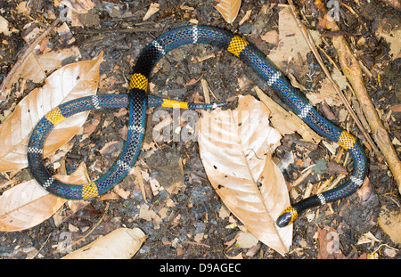 Hemprich del corallo di Snake (Micrurus hemprichii ortoni). Un serpente velenoso da Amazon Foto Stock