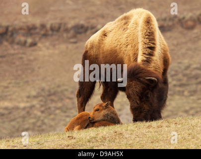 Bisonti americani alimentare oltre il polpaccio. Foto Stock