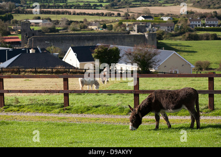 Un asino soccorse lambisce in un campo a Donkey Sanctuary Liscarroll nella Repubblica di Irlanda. Foto Stock