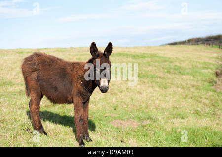 Un giovane salvato asino al Donkey Sanctuary Liscarroll nella Repubblica di Irlanda. Foto Stock