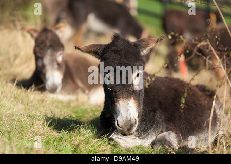 Un giovane salvato asino al Donkey Sanctuary Liscarroll nella Repubblica di Irlanda. Foto Stock