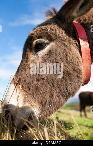 La testa di un asino di mangiare il fieno e la paglia al Donkey Sanctuary Liscarroll nella Repubblica di Irlanda. Foto Stock