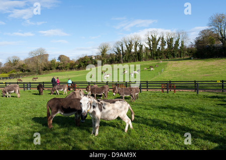 Asini pascolano in un campo con i visitatori di passeggiare e camminare al Donkey Sanctuary Liscarroll nella Repubblica di Irlanda. Foto Stock