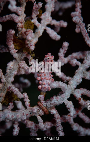 Un cavalluccio marino pigmeo (Hippocampus bargibanti) in piedi fino a destra su di un piccolo ramo del seafan. 2cm piccola Foto Stock