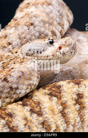 Rattlesnake Rock / Crotalus mitchellii pirro Foto Stock