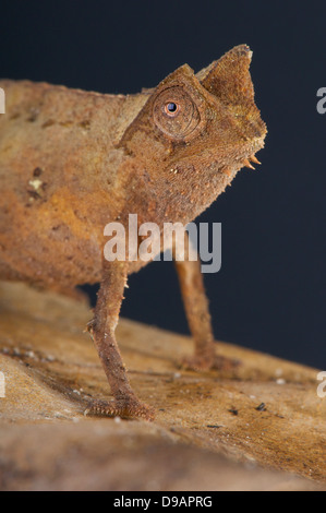 Foglia / Camaleonte Brookesia superciliaris Foto Stock