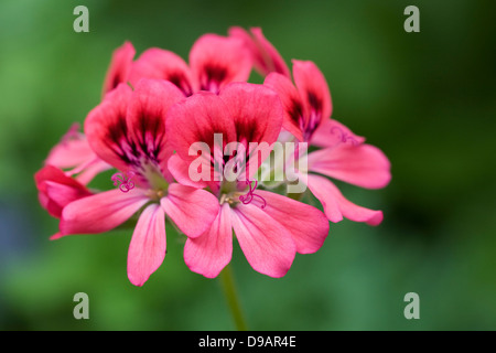 Pelargonium 'rosa'. Foto Stock