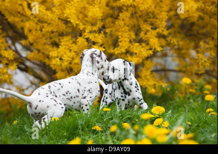 Cuccioli dalmata giocando in un prato Foto Stock