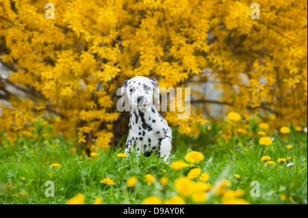 Cucciolo dalmata in natura Foto Stock