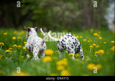 Cuccioli dalmata giocando in un prato Foto Stock