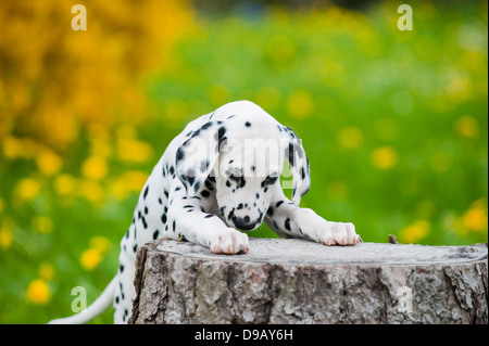 Cucciolo dalmata in natura Foto Stock