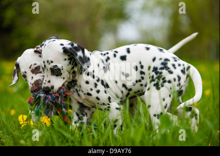 Cuccioli dalmata giocando in un prato Foto Stock