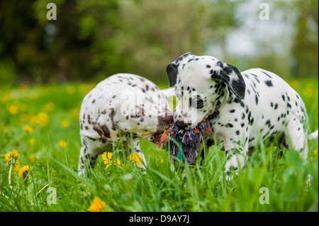 Cuccioli dalmata giocando in un prato Foto Stock