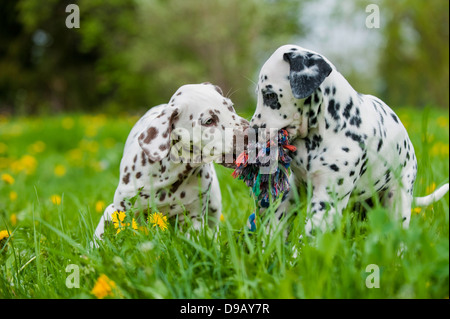 Cuccioli dalmata giocando in un prato Foto Stock