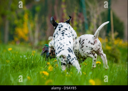 Cuccioli dalmata giocando in un prato Foto Stock