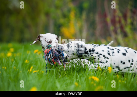 Cuccioli dalmata giocando in un prato Foto Stock