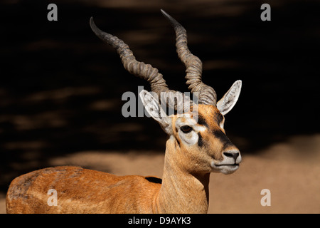 Ritratto di un indiano blackbuck (Antilope cervicapra) Foto Stock