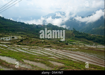 Sapa regione nel Nord Vietnam - campi di riso Foto Stock