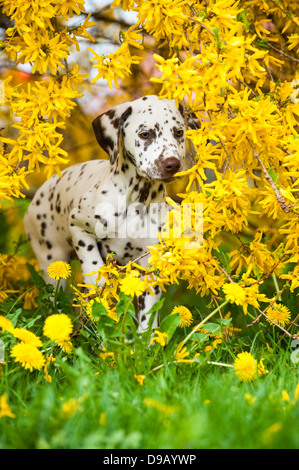 Cucciolo dalmata in un prato Foto Stock