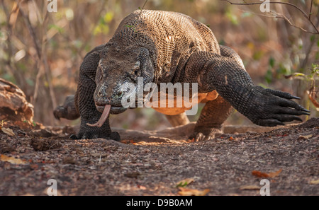 Drago di Komodo. Mantenere l'equilibrio. Foto Stock